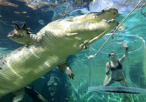 La chica posa con cocodrilo gigante bajo el agua