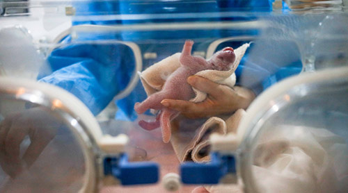 Nacen gemelos de panda en suroeste de China