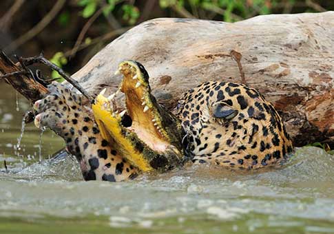 Jaguar caza cocodrilo