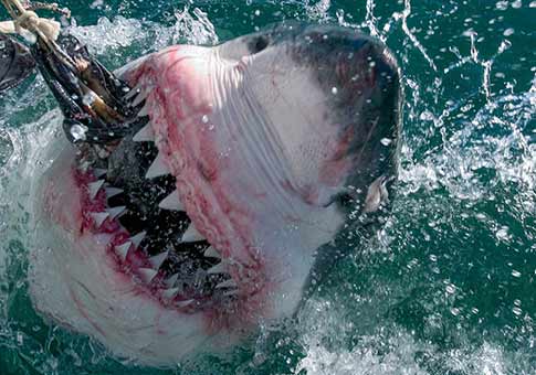 Fotos impresionantes de tiburón blanco