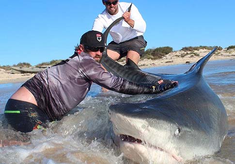 Fotos de dos hombres australianos con tiburones