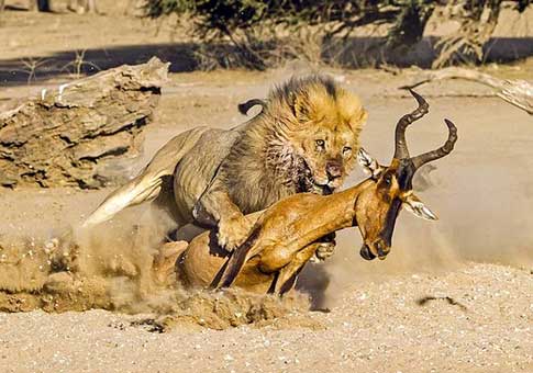 León caza antílope