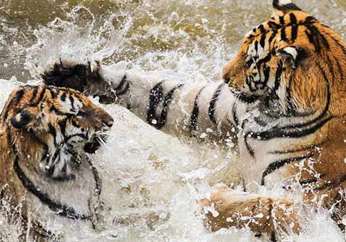 Tigres divertidos en agua