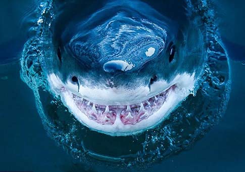 Sonrisa de tiburón