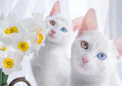 Gemelos gatos con ojos de diferentes colores