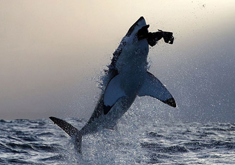 Tiburón blanco cazando foca