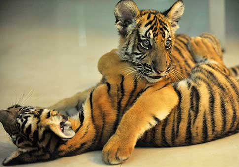 Cachorros gemelos de tigre recién nacidos en el Zoológico Nanchang