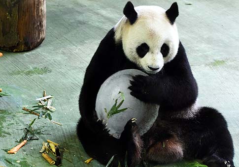 Pandas gigantes Tuan Tuan y Yuan Yuan celebran sus cumpleaños en Taipei