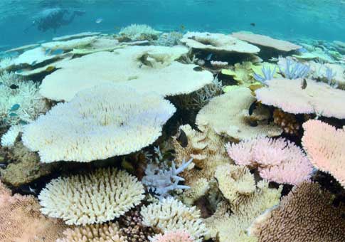 Arrecife de coral en Japón
