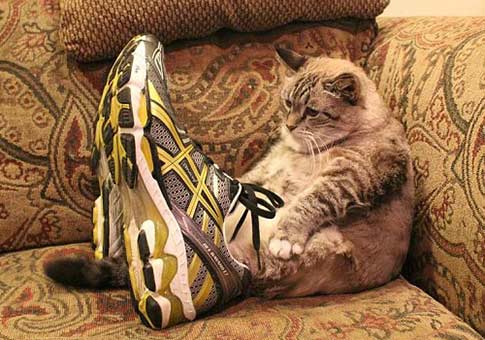 A los gatos les gustan los zapatos