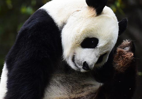Jilin: Pandas gigantes en el Parque de Tigre Siberiano en Changchun