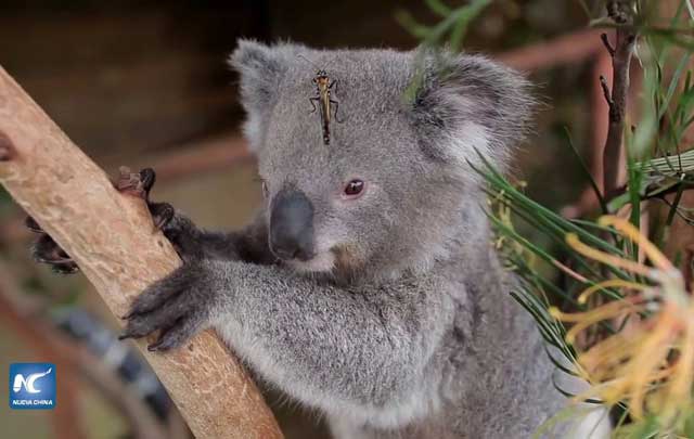 Un koala y una mariposa viralizan las redes sociales