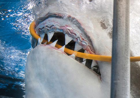 Tiburón blanco corta el oxígeno