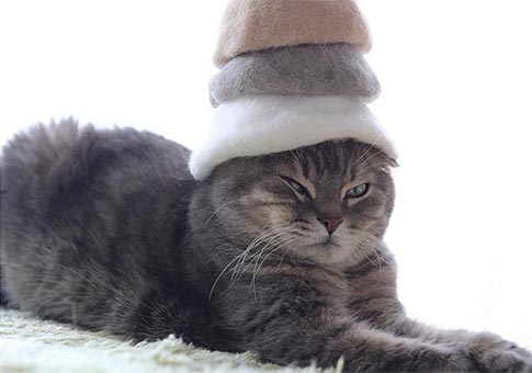 Gatos con gorras