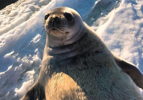 Fotos de sellos simpáticos en polo antártico