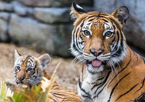 Fotos de cachorro de tigre malayo y su mamá en un zoológico en Tampa de Florida
