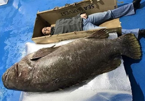 Pez gigante de 192 kilos
