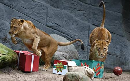 Fiesta de Navidad para animales del Zoológico Hagenbeck