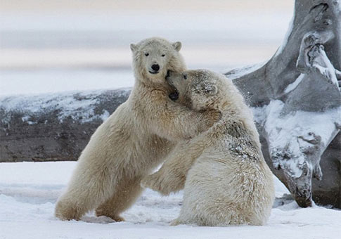 Fotos de osos polares simpáticos
