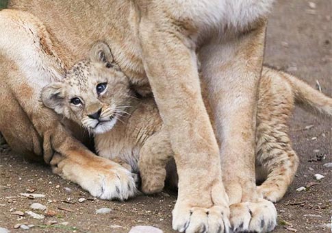 Fotos de cachorro de león y su mamá
