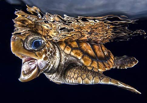Fotos de tortuga marina