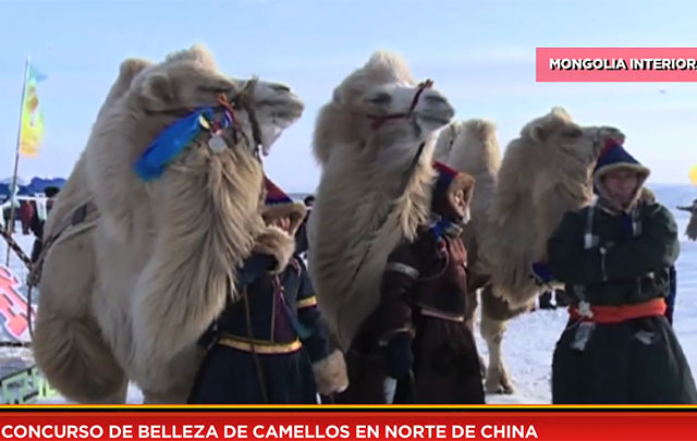 Concurso de belleza de camellos en norte de China