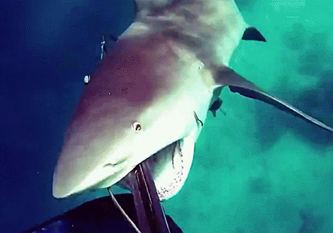 Tiburón ataca a un hombre