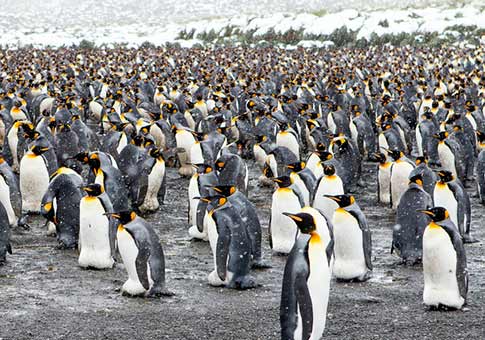 250 mil de pingüinos emperadores en Antártida