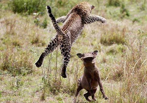 Leoparda caza facóquero común