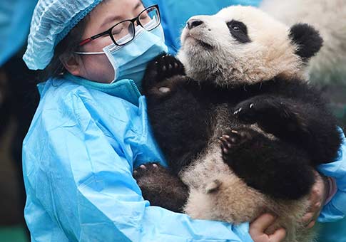 Cachorros de panda gigante participan en evento para celebrar Año Nuevo Lunar chino