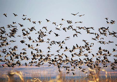 Hebei: Aves migrantes en reservorio Dongwushi