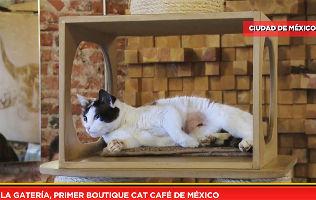 La gatería, primer boutique cat café de México