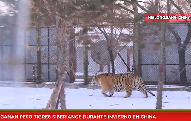 Ganan peso tigres siberianos durante invierno en China