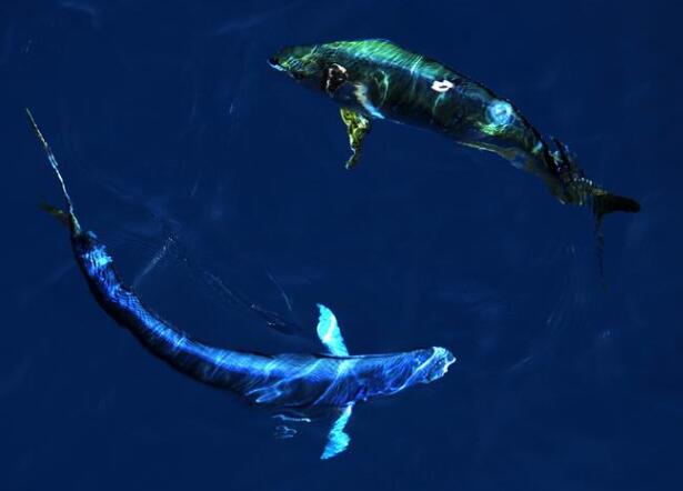 Foto de peces-delfín en el Mar Meridional de China