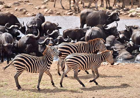 Kenia: Censo aéreo de elefantes y otros mamíferos grandes en Parque Nacional de Tsavo West