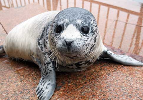 Shandong: Fotos de cachorros de foca