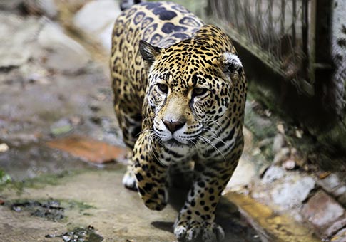 Día Mundial de la Vida Silvestre: Zoológico Rosy Walther en Honduras