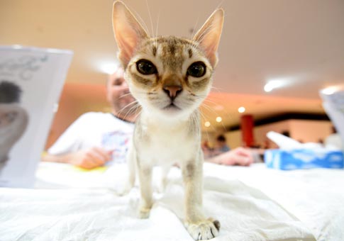 Fotos de gatos en Muestra Internacional de gatos en Zagreb