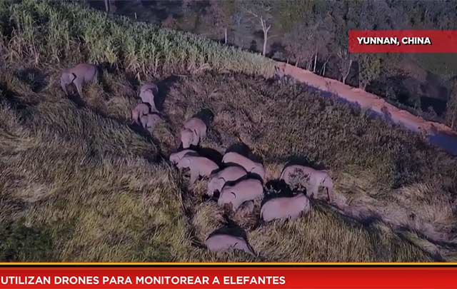 Utilizan drones para monitorear a elefantes