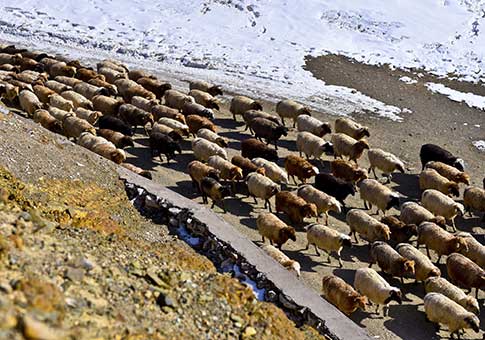 Xinjiang: Pastores trasladan ganado de pastizales de invierno a pastizales de primavera