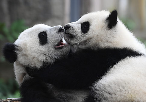 Pandas gigantes en Zoológico Chongqing