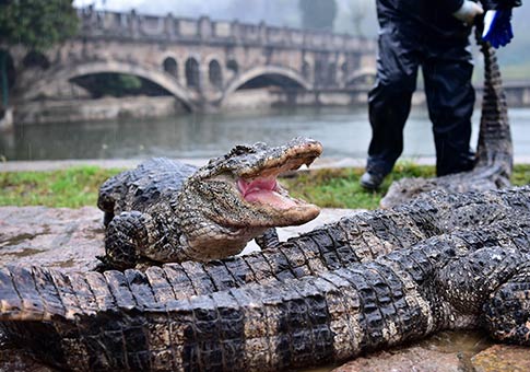 Anhui: Zona nacional de conservación del cocodrilo de Yangtze de Xuancheng