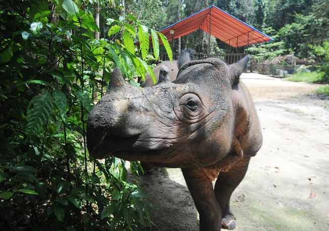 Rinocerontes de Sumatra en el Parque Nacional Way Kambas en Lampung, Indonesia