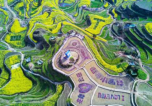 Zhejiang: flores de col en campo de terraza sobre montaña