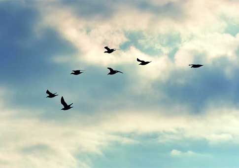 Aves migrantes vuelan en formación sobre la Reserva Natural del Lago Xingkai