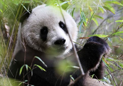 Pandas gigantes salvajes en Montañas Qinling en Shaanxi