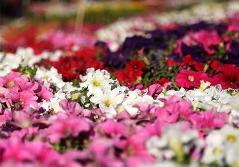 Exhibición de flores de primavera en Rawalpindi, Pakistán