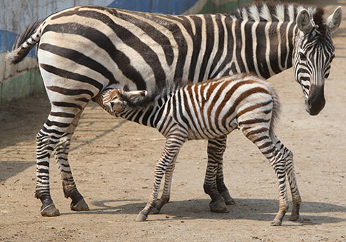 Shandong: Zebras en zoológico de Yantai
