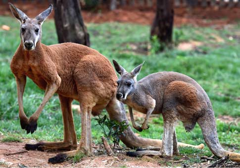 Canguros rojos en Parque de Vida Slvestre de Yunnan