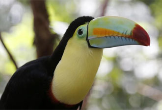 Tucán pico iris de Costa Rica